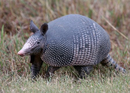 Девятипоясный броненосец