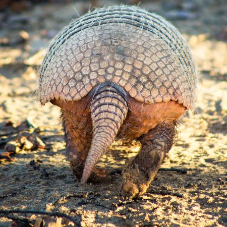 Шестипоясный броненосец