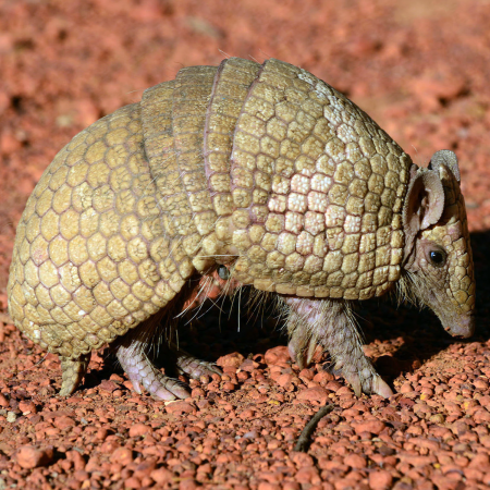 Трёхпоясный броненосец