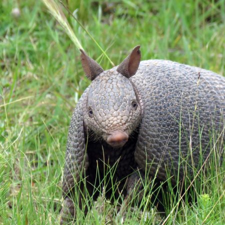 Армадилло броненосец