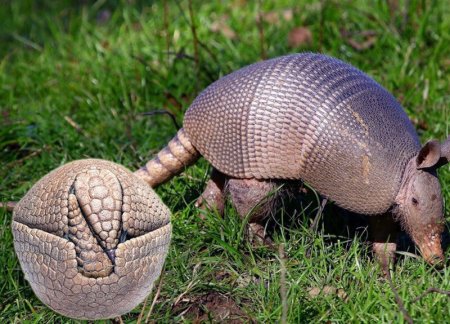 Трехпанцерный броненосец