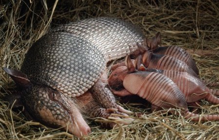 Полиэмбриония у броненосцев