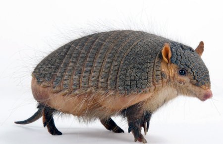 Длинноволосый броненосец Chaetophractus vellerosus