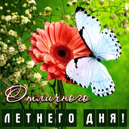 Бабочка на цветке