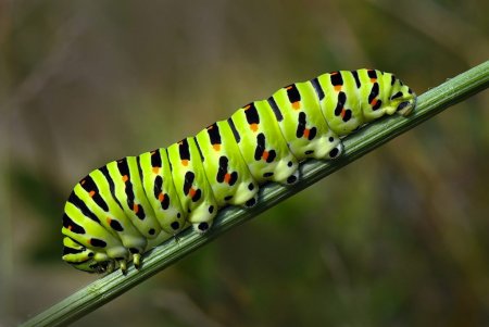 Papilio Machaon гусеница