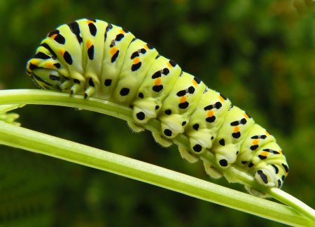 Papilio Machaon гусеница