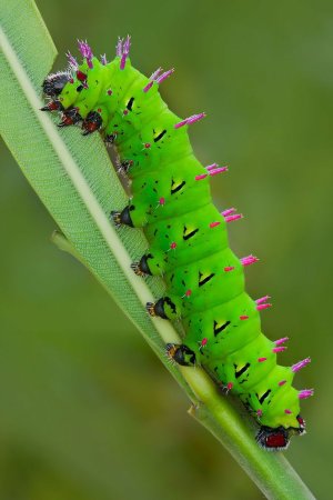 Гусеница шелкопряда Saturniidae