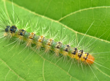 Гусеница Mycalesis Gotama