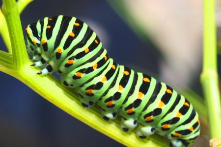 Papilio Troilus гусеница