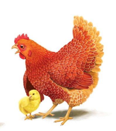 Курочка Ряба Несушка