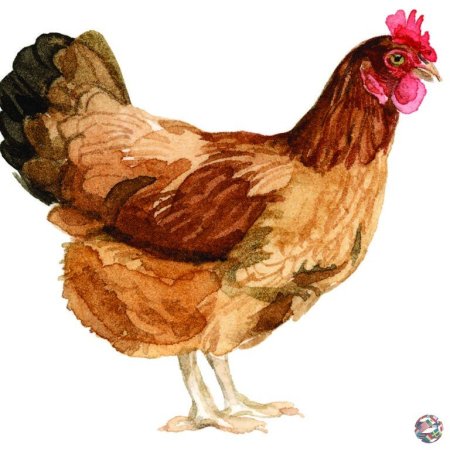 Курица картинка