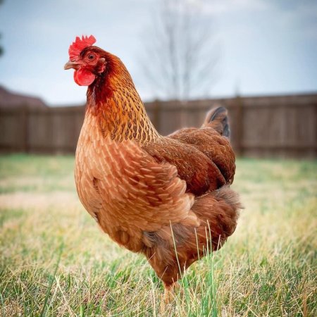 Петушки Ломан Браун