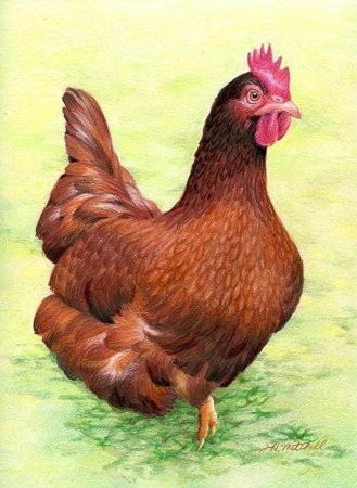 Курочка арт