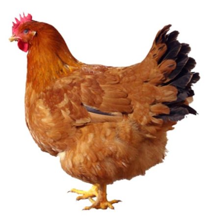 Курица для детей