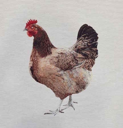 Курица на белом фоне