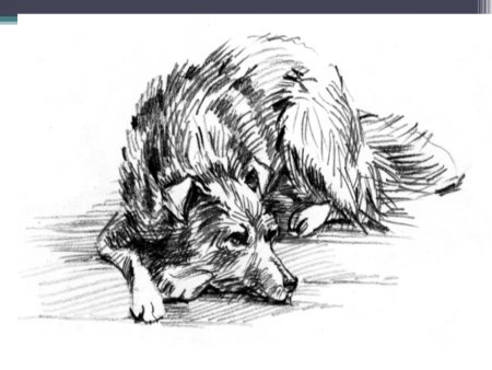 Собака Жулька и Барбос