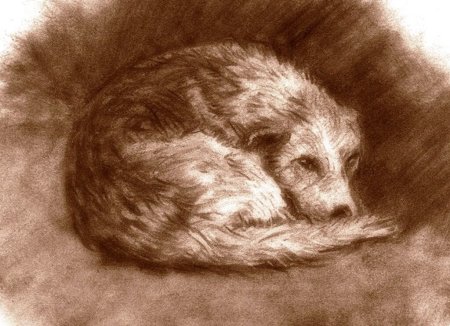 Собака свернулась клубком