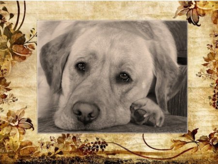 Кусака Андреев презентация 7 класс