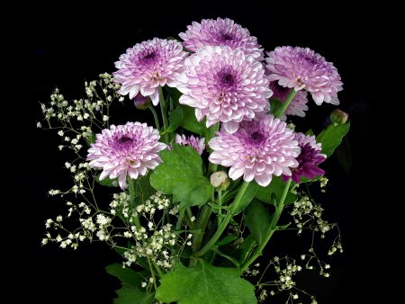 Хризантема кустовая Зембла сорта