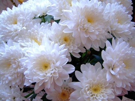 Хризантема крупноцветковая Брайтон