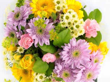 Герберы ромашки хризантемы