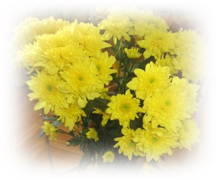 Хризантема остролепестковая