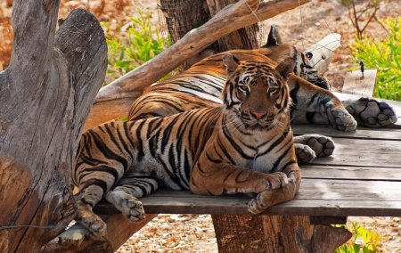 Зоопарк фото