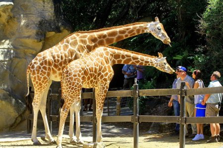 Кхао Кхео зоопарк орангутан