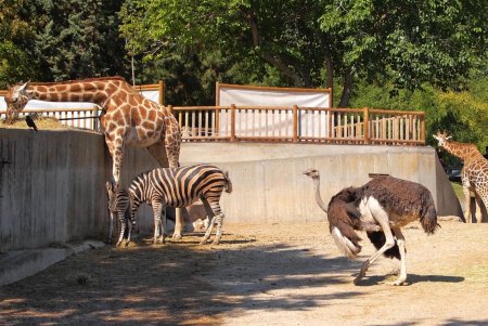 Парк майкского периода зоопарк