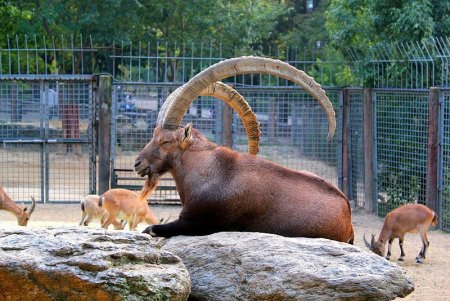 Звери в зоопарке