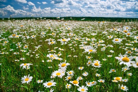 Ромашковая Русь