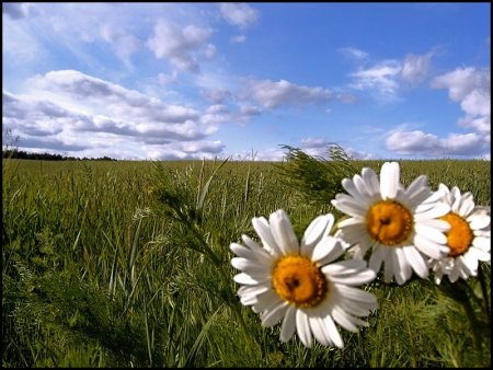 Природа Кубани Ромашковое поле