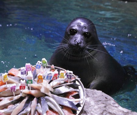 Нерпа Байкальская в океанариуме