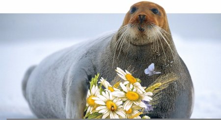 Тюлень поздравляет с днем рождения