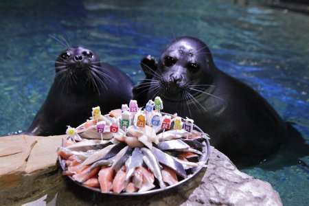 Байкальская Нерпа с рыбой