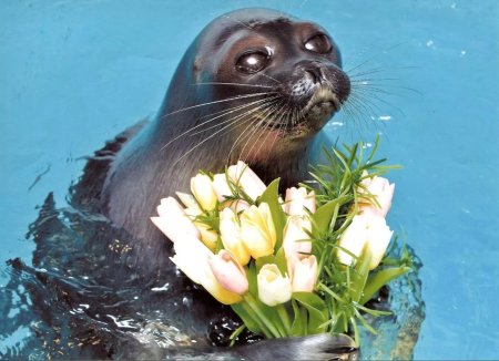 Байкальская Нерпа нерпинарий