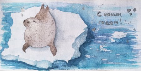 Открытка с нерпой