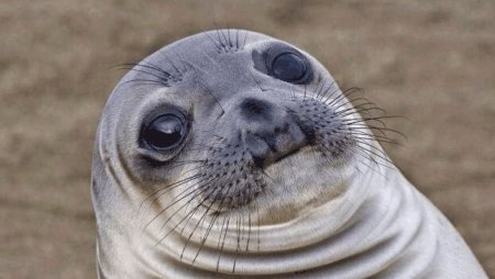 Тюлень плачет