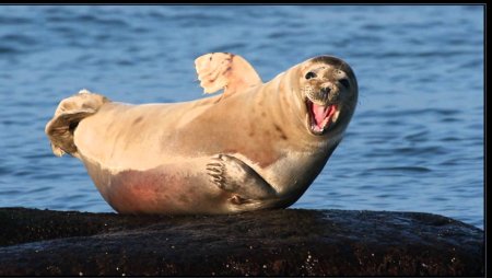 Тюлени морские котики нерпы моржи