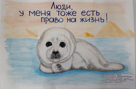 Внимание тюлень