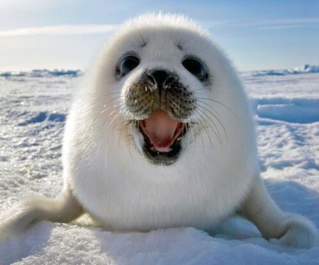 Кольчатая Нерпа Белек