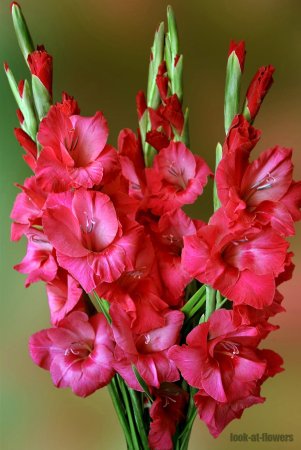 Гладиолус ЭВА Пьюксо