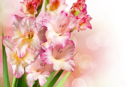 Гладиолус Клеменс