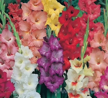 Гладиолус смесь крупноцветковая
