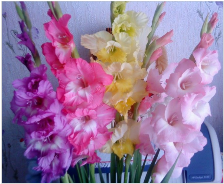 Гладиолусы и пионы