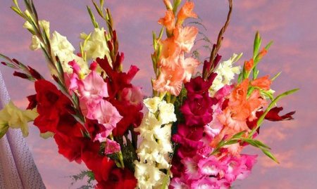 С днём рождения женщине гладиолусы