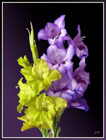 Букет гладиолусов открытка