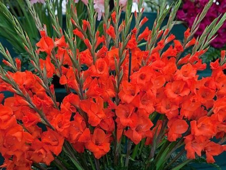 С днём рождения гладиолусы