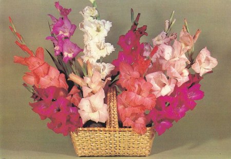 Букет гладиолусов