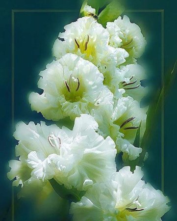 Гладиолус и фрезия